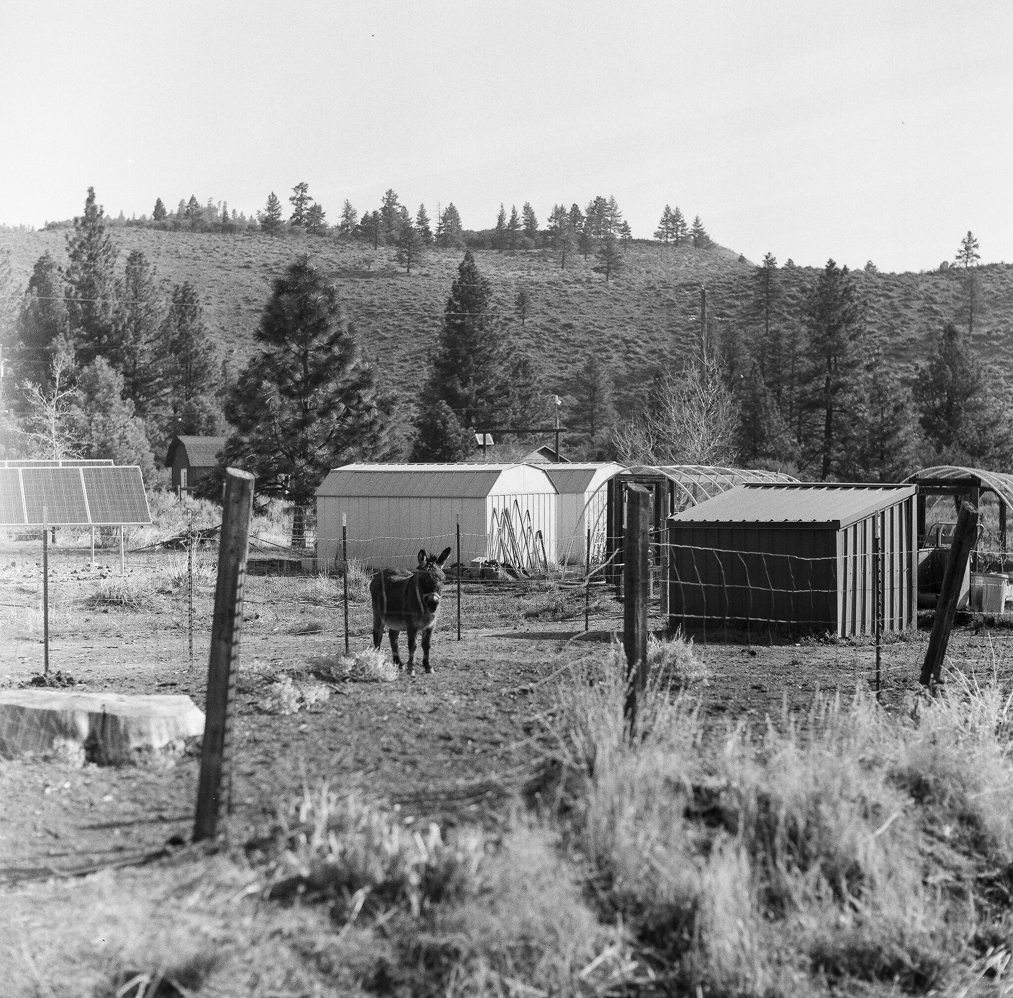 A black and white photo of a farm with a donkey standing in a fenced area, surrounded by farm buildings, trees, and a mountainous landscape in the background.