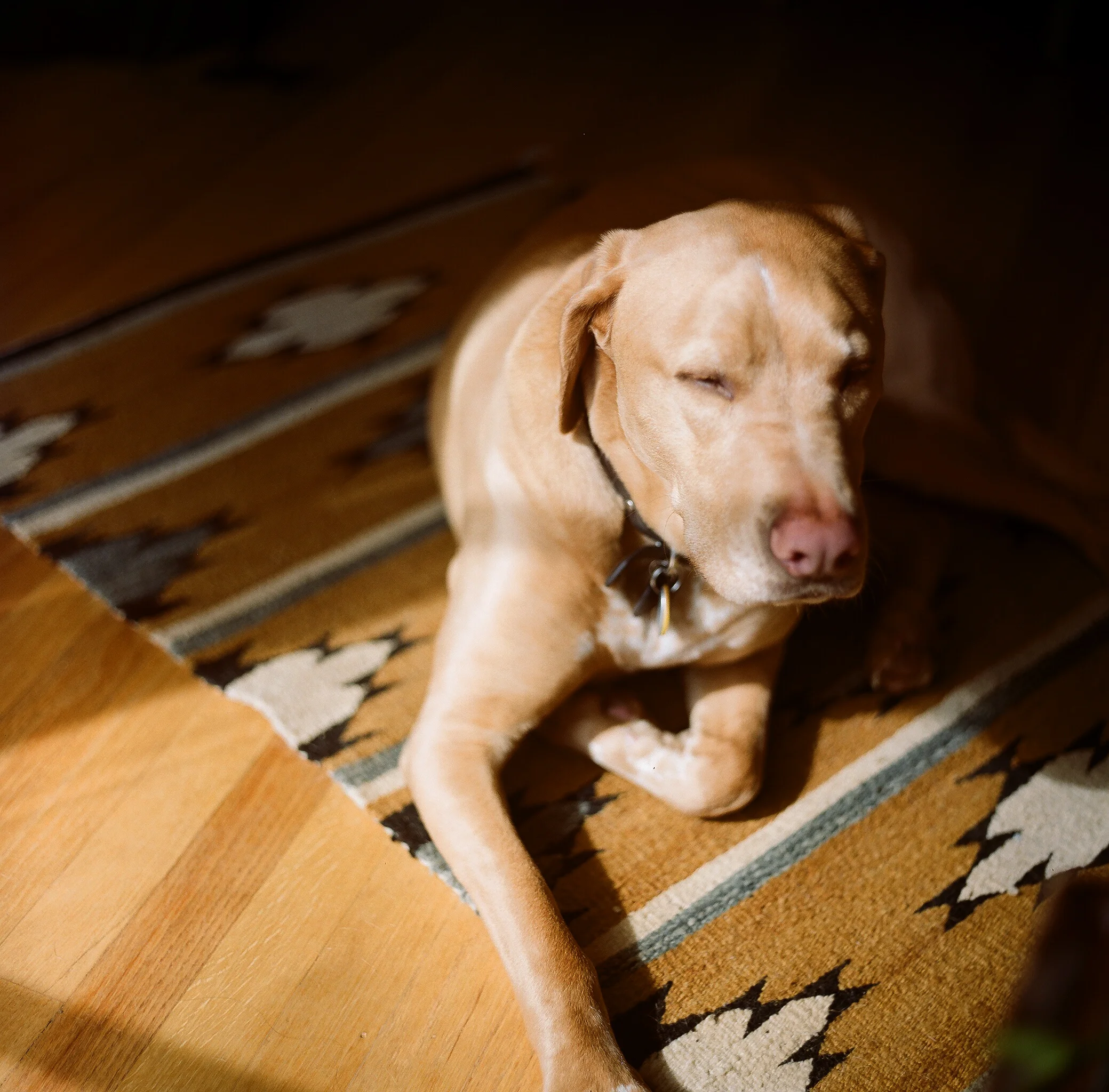 A tan dog sitting on a patterned area rug with closed eyes and sunlight shining on its face.