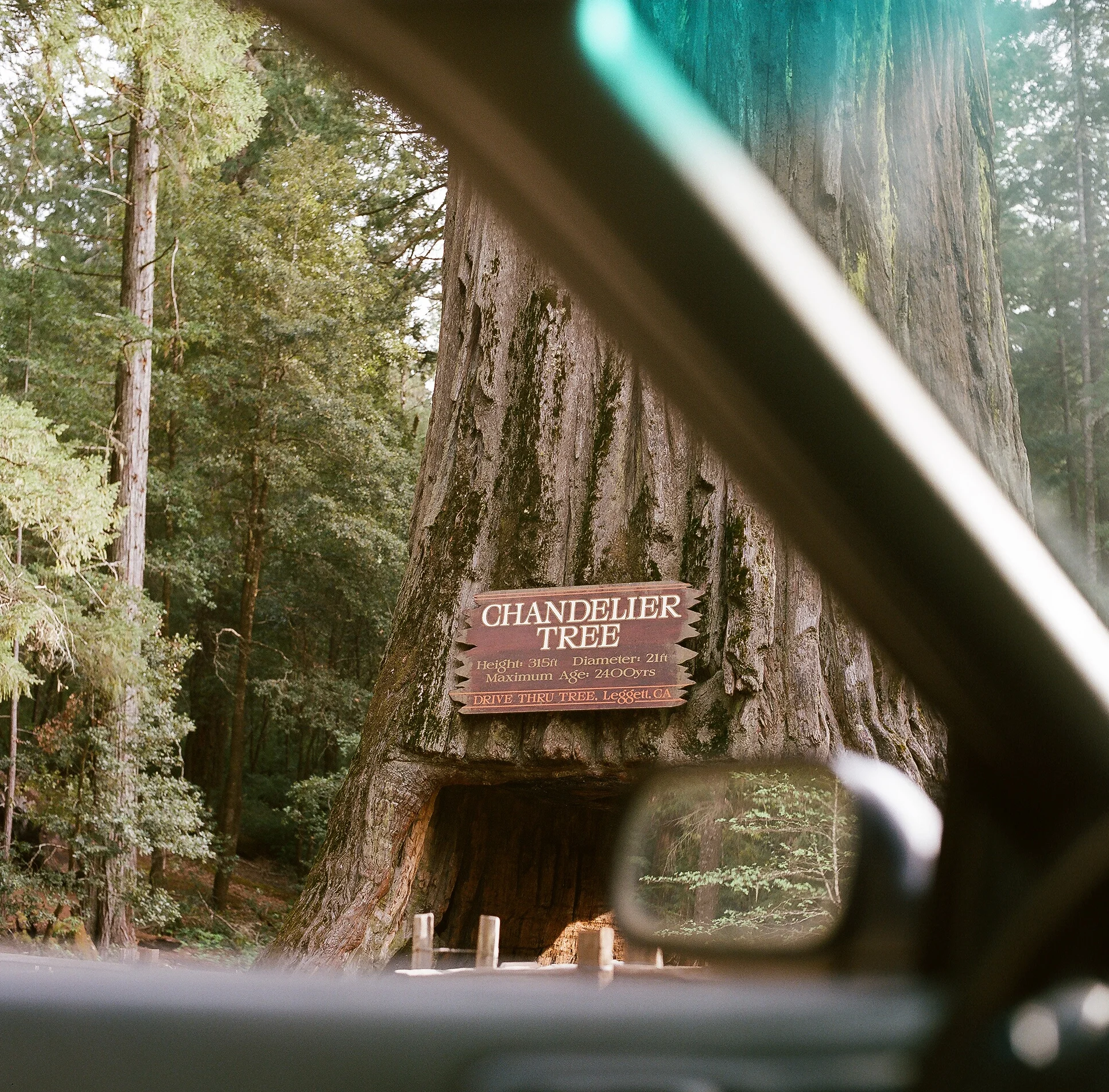 A large tree with a sign that reads 'Chandelier Tree' is visible through a vehicle windshield, with forest in the background.