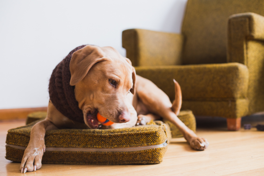 A dog lying on a cushion playing with a toy in a living room.