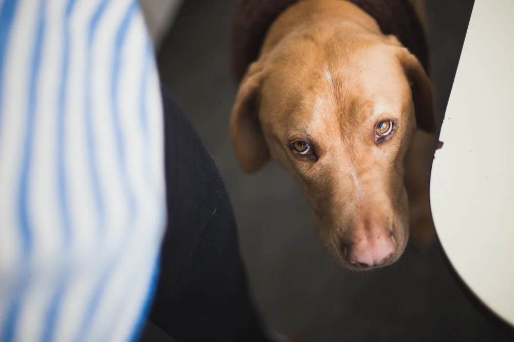 A brown dog with light green eyes looking up at the camera from a low angle, next to a white surface.