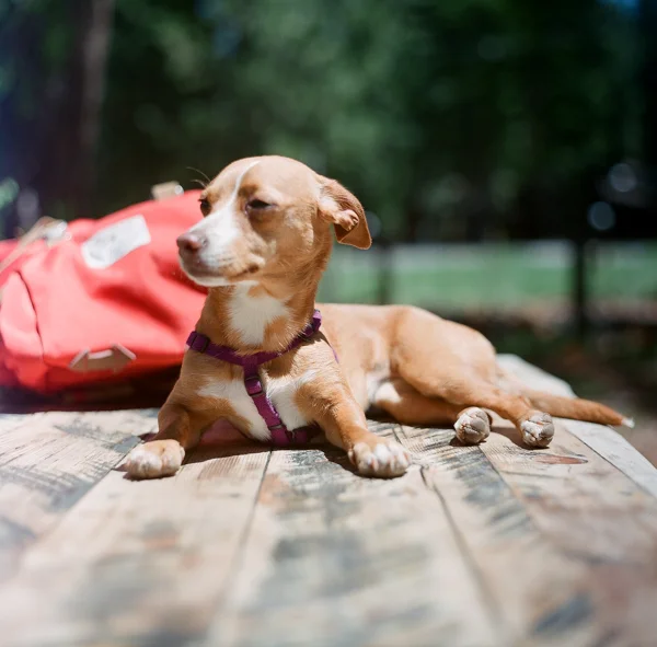 A tan and white dog lying on a wooden surface outdoors with a red backpack in the background.