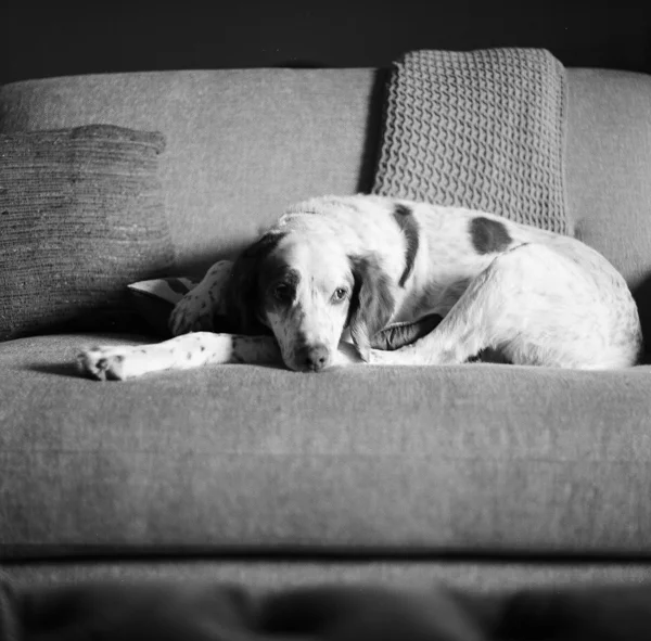 A dog lying on a couch, resting its head on the cushion, with a knitted pillow behind it, in a black and white photo.