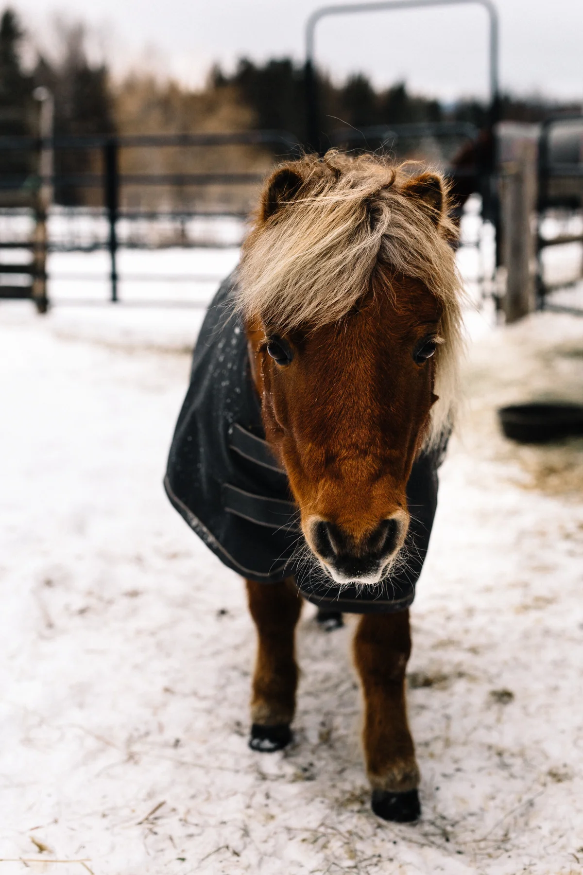 A small brown pony with a blonde mane standing outdoors on snow, wearing a black blanket, in a fenced area with a cloudy sky.