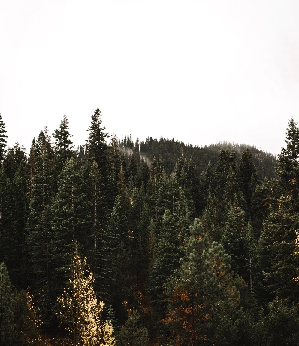 Dense evergreen forest on a mountain with mist and a cloudy sky.