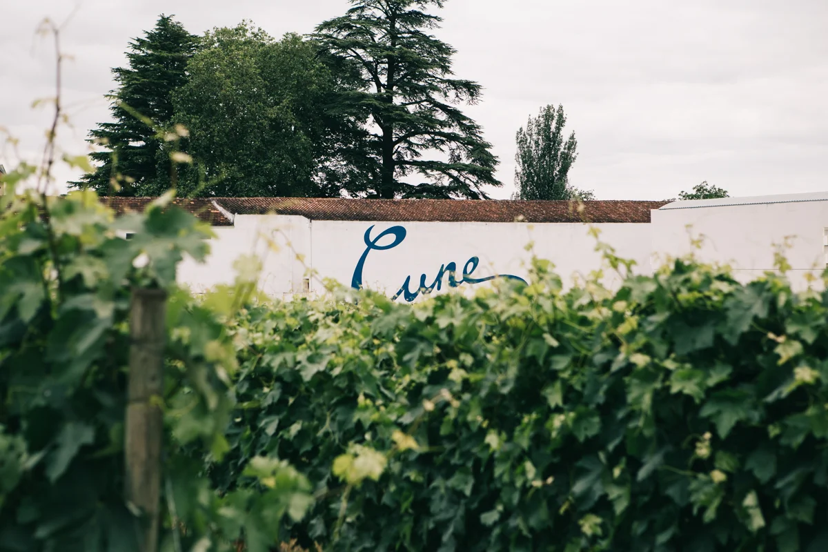 Vineyard with green grape leaves and a white building with a blue sign that reads 'Cure' in a rural setting.