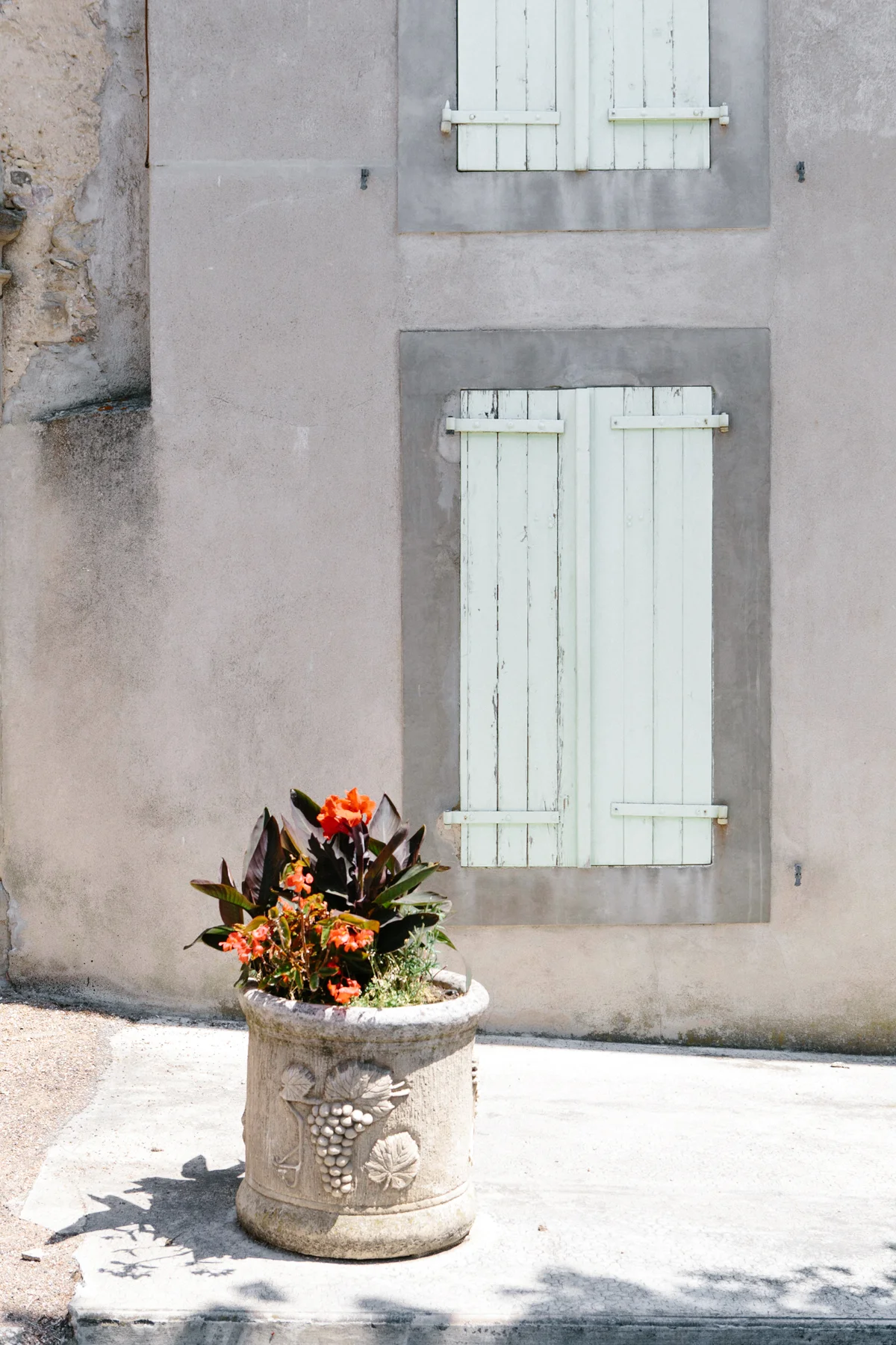 A potted plant with orange flowers and dark green leaves in front of a beige wall with two closed white wooden shutters.