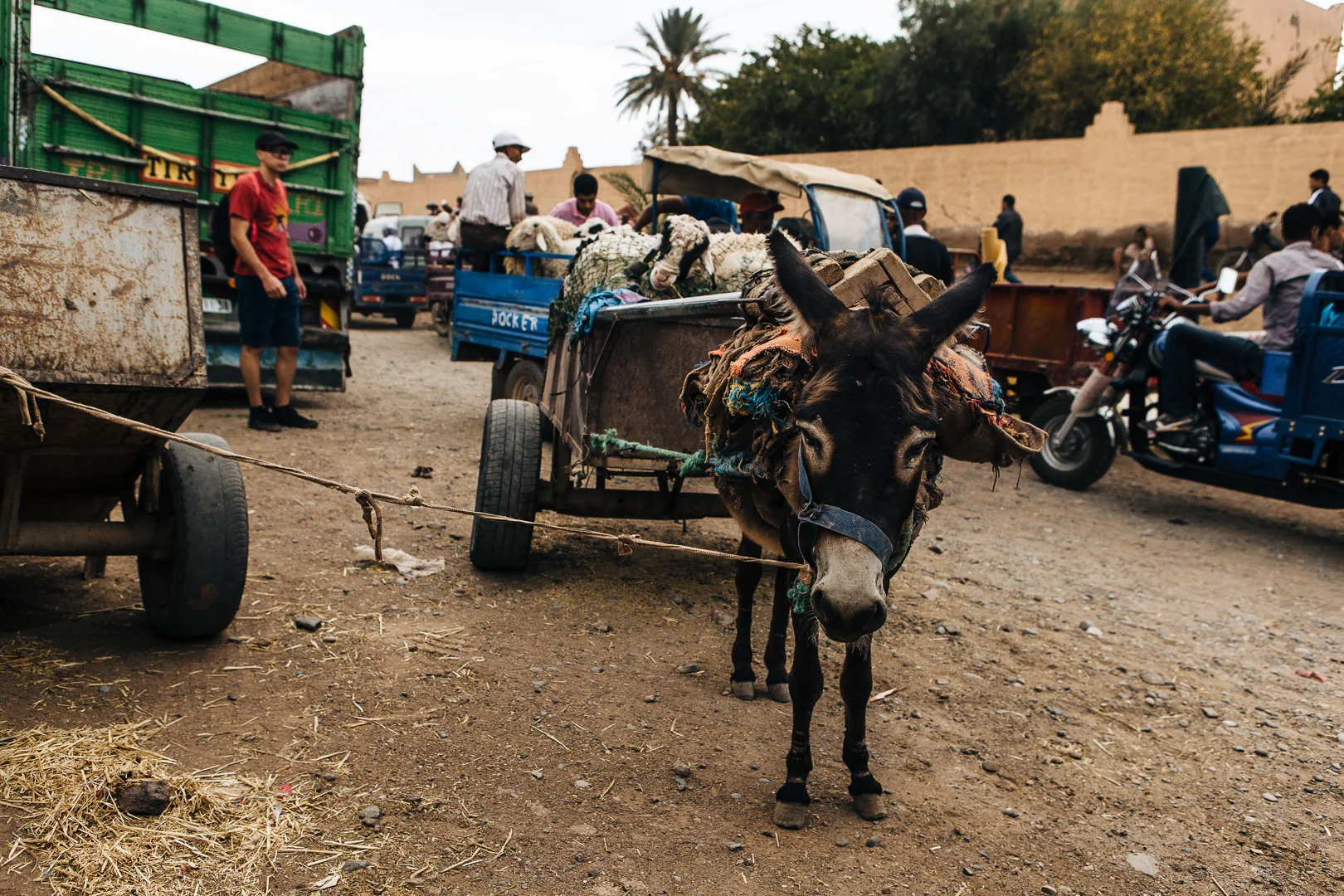 A donkey tied to a cart on a busy street, with people, motorcycles, and trucks in the background.