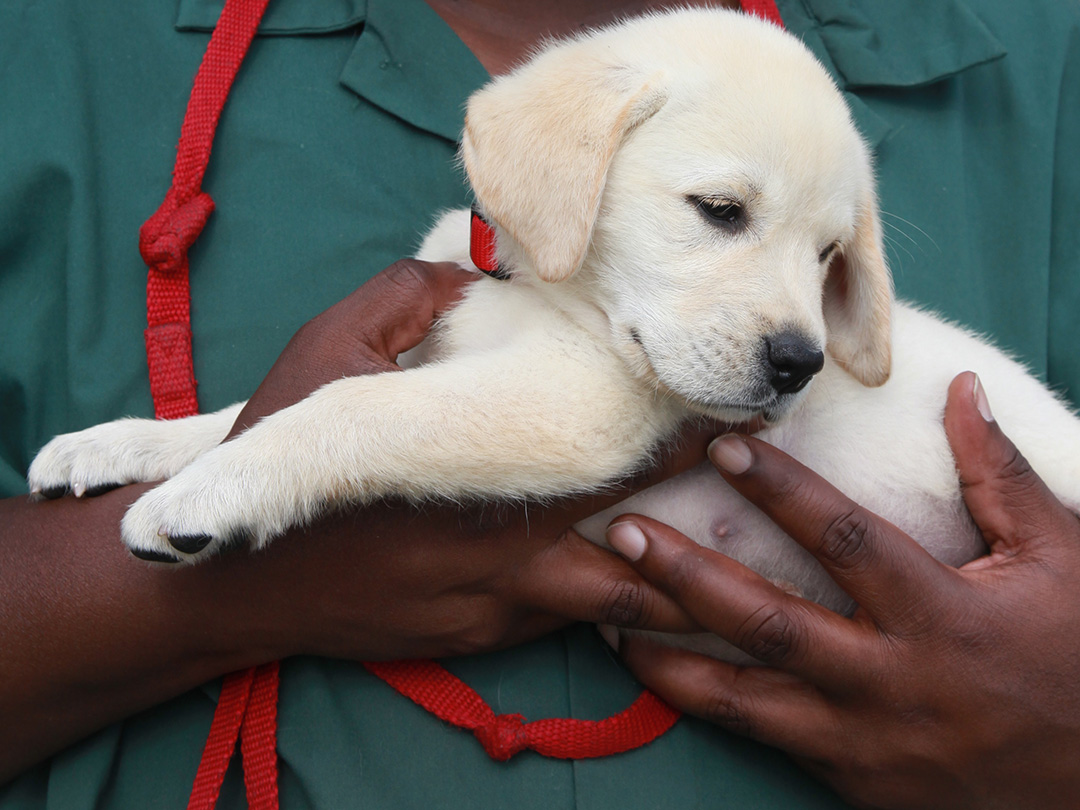 PD_Puppy_Hands_IMG_4186 - Version 2_1080x810.jpg