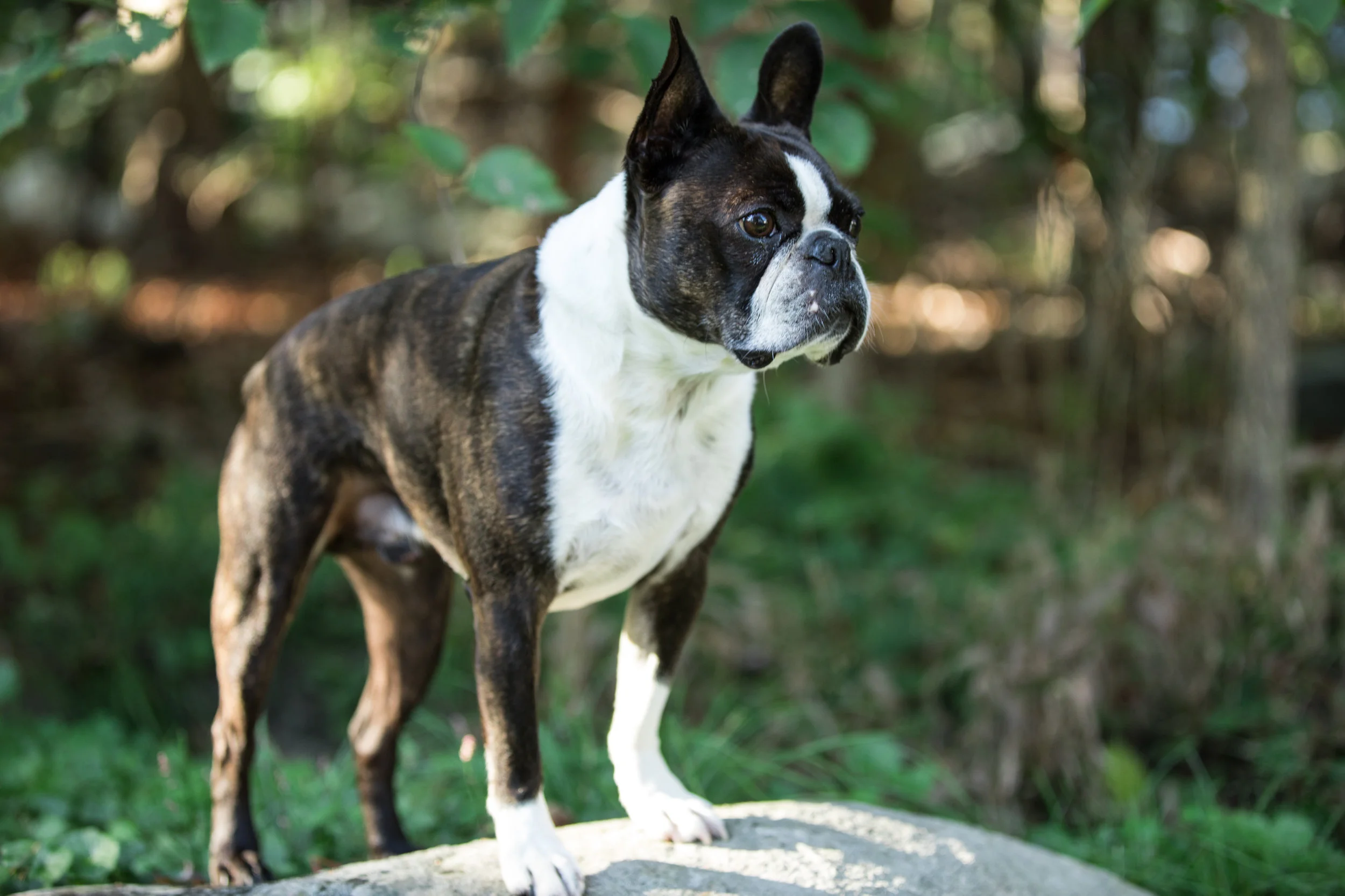 pet-1056.jpg