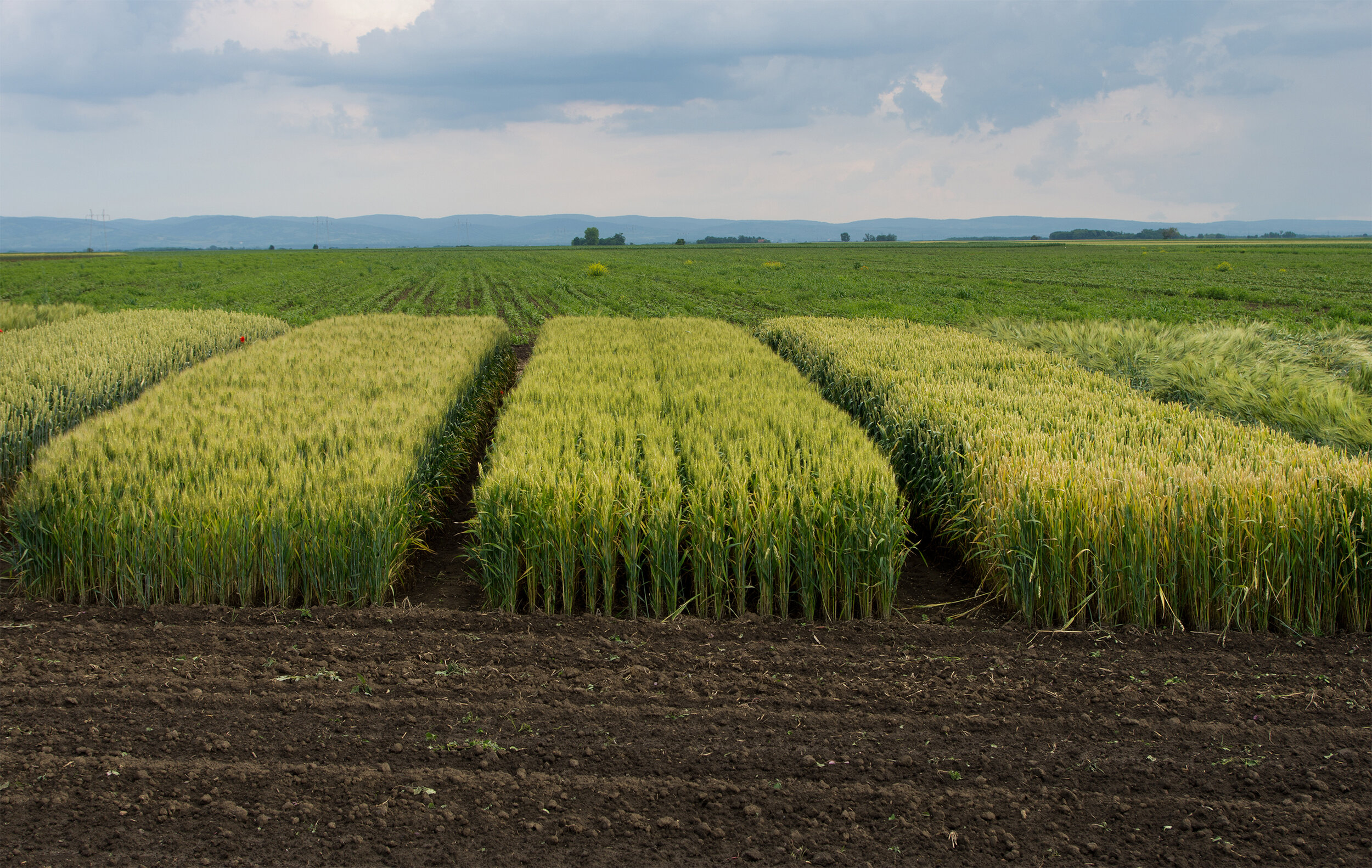 Parts of land for testing cereal hybrids-1.jpg