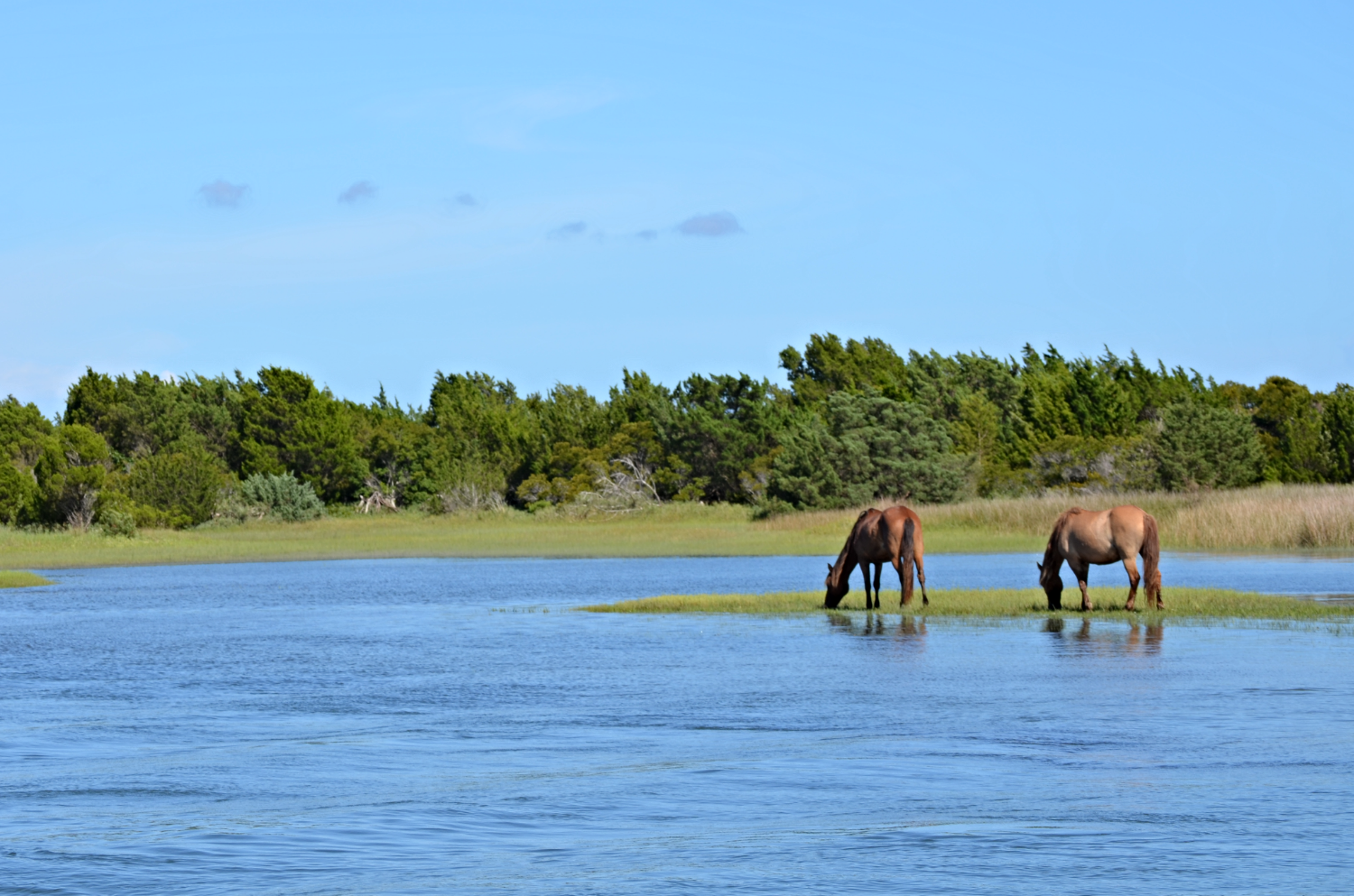 Wild horses of the Reserve