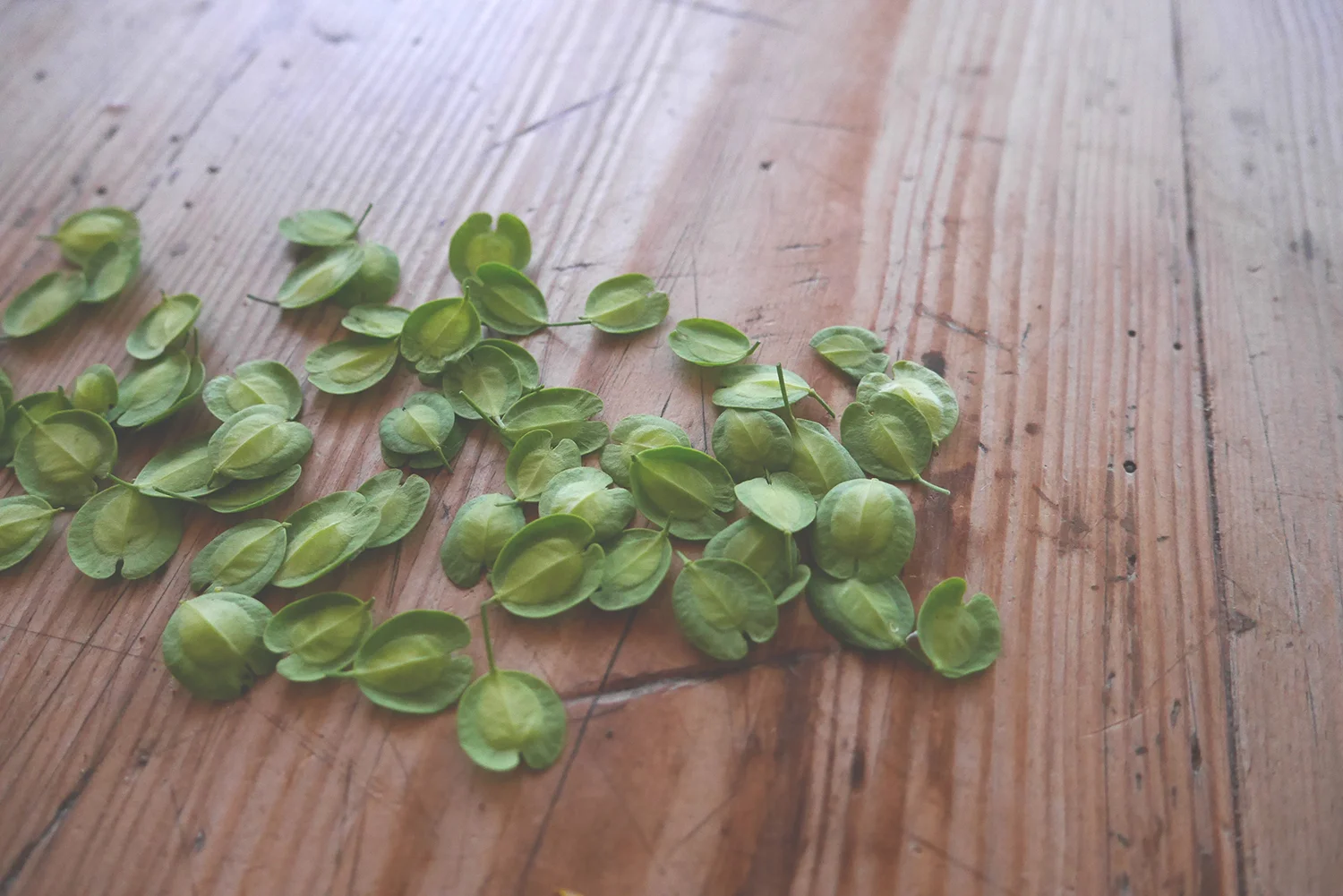 blog penningört frön 3