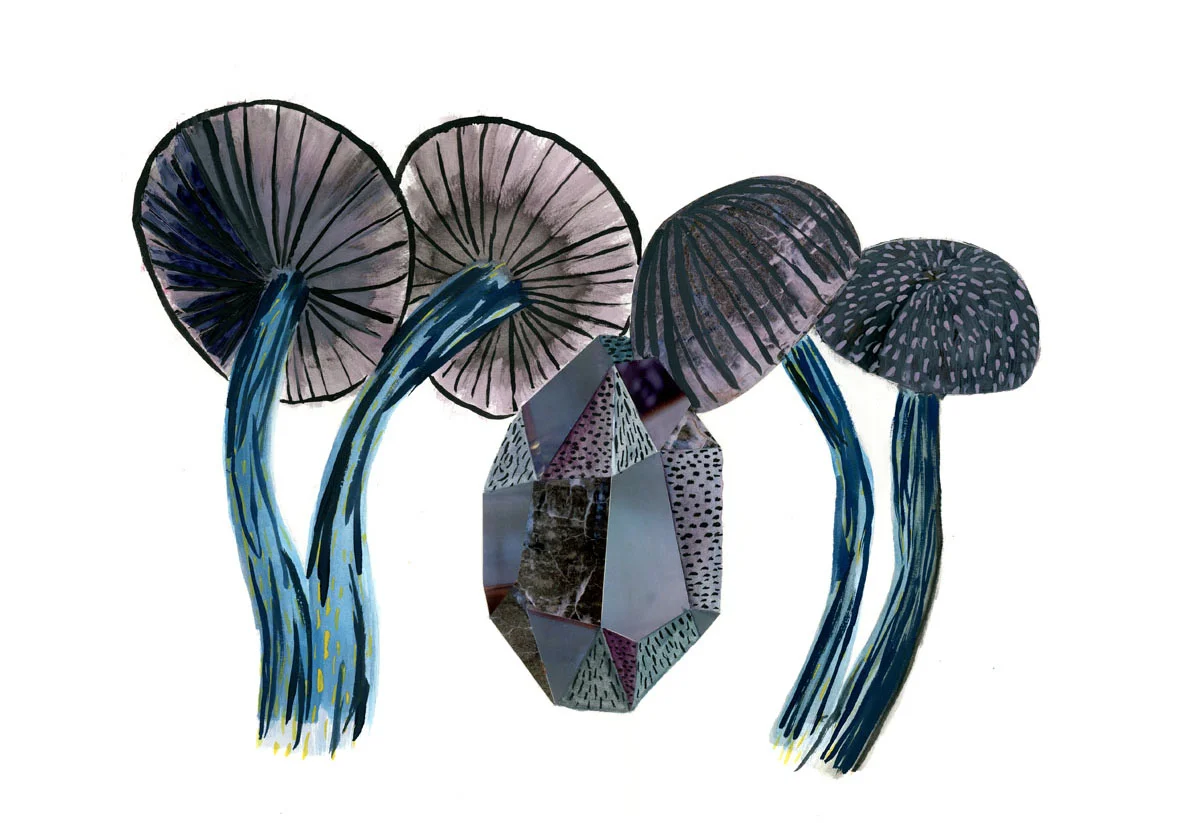 Cortinarius violaceus