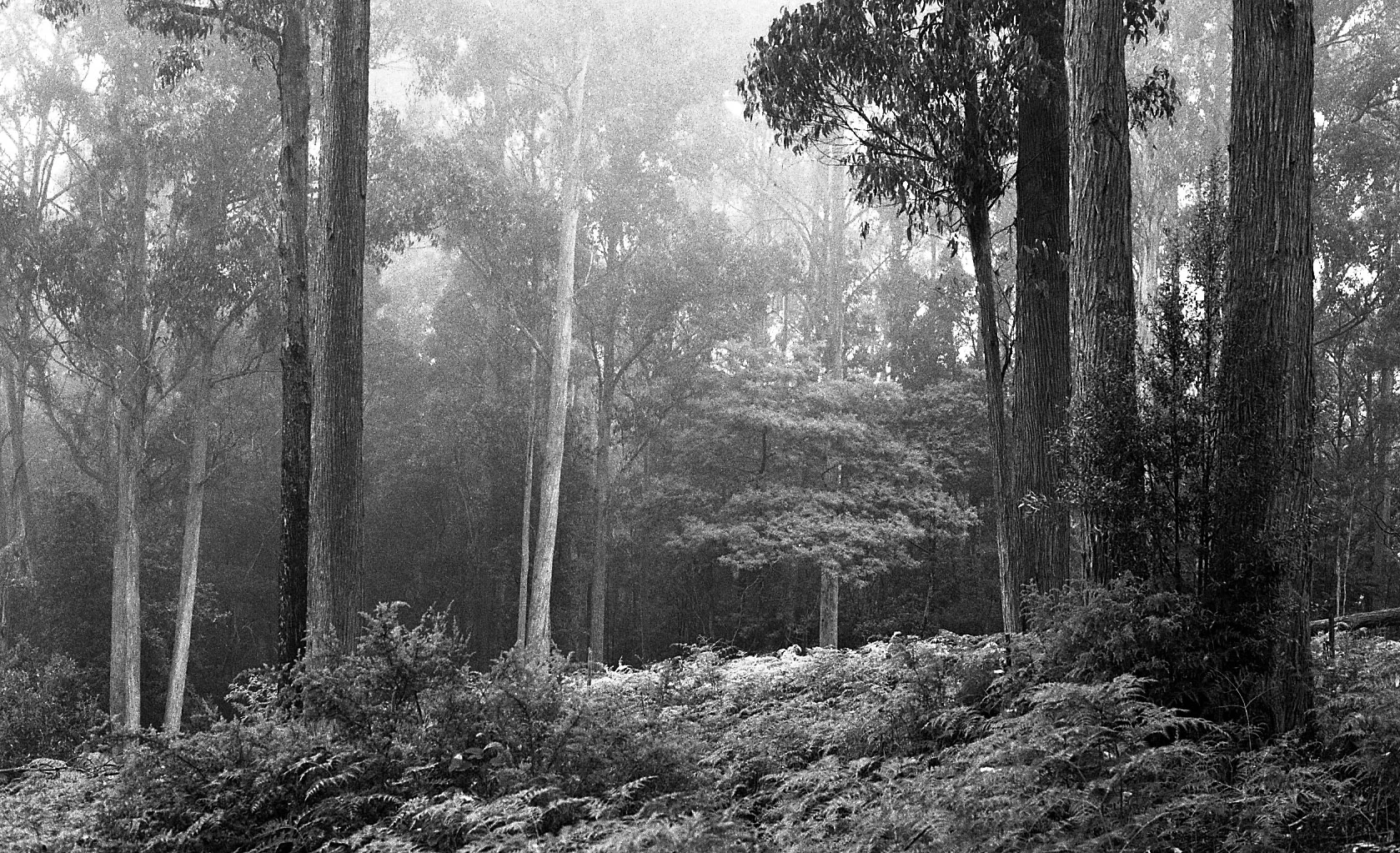tasmania015.jpg