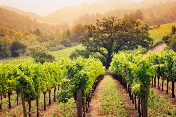 Napa vineyards