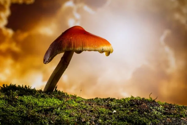 Small Doses, Big Effects: Understanding Microdosing and Its Benefits