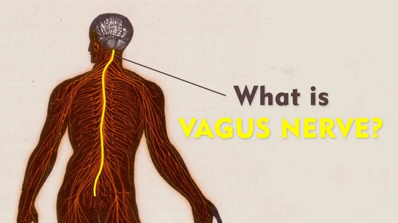 The Vagus Nerve