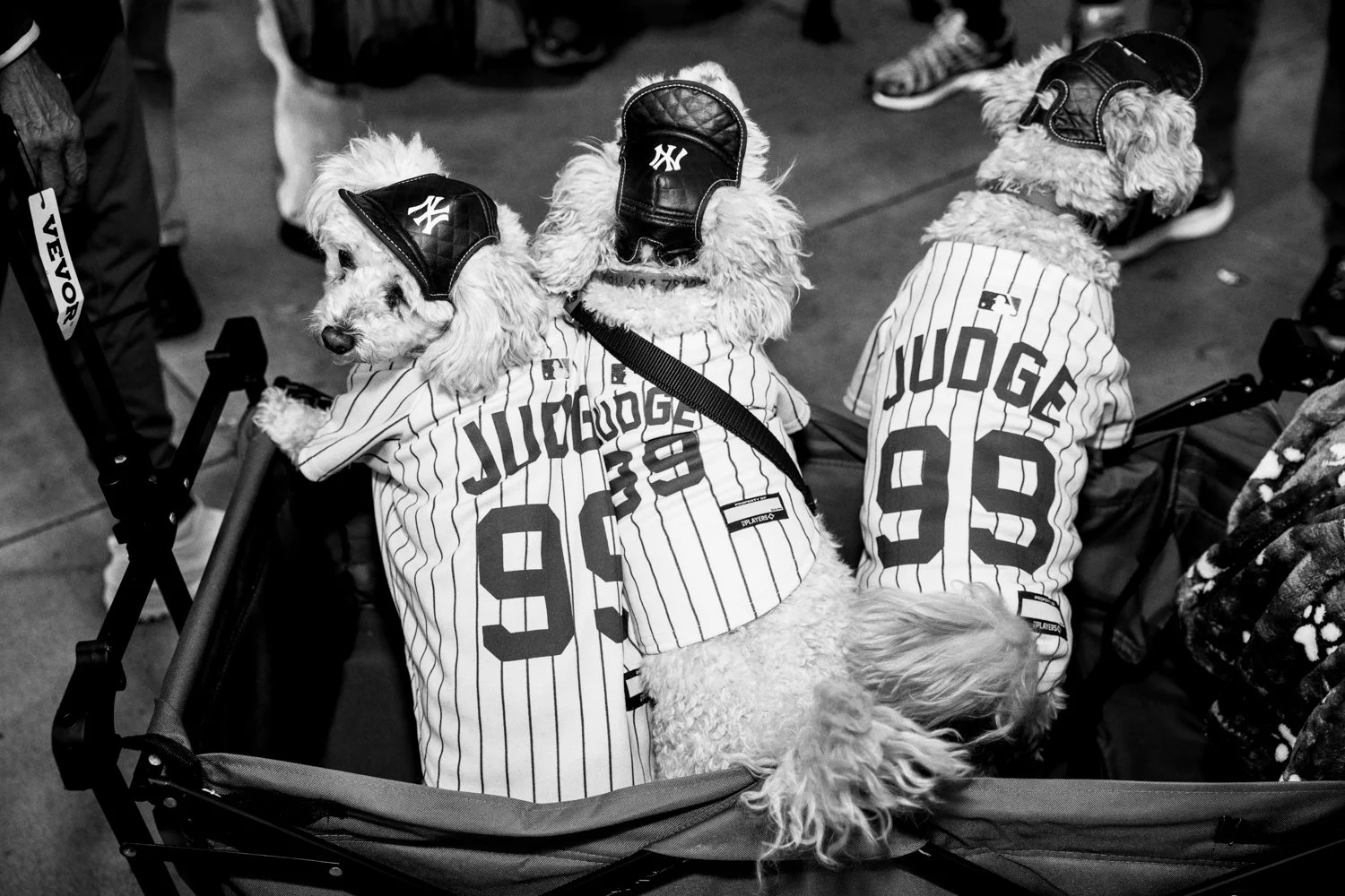  Three dogs in Yankees hats and Aaron Judge jerseys sit outside Yankee Stadium ahead of Game 3 of the World Series in the Bronx, New York, on October 28, 2024.  Julius Constantine Motal/ The Guardian  