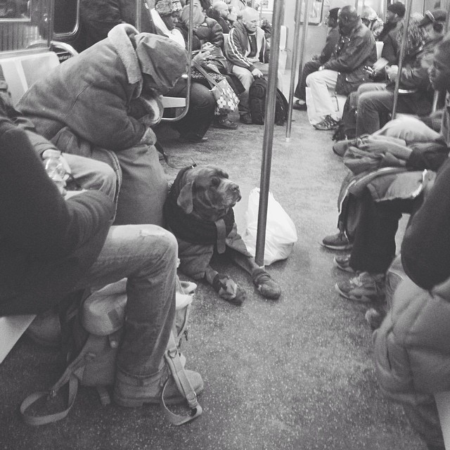 subway dog