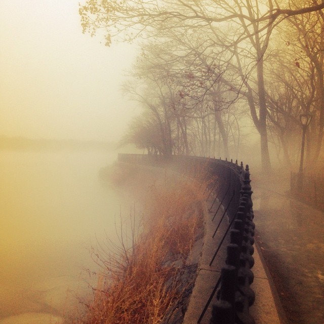 fog + mist