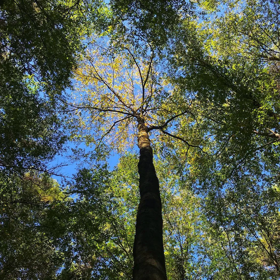 2017-10-03 15.05.26 1617638236245849612_206068.jpg