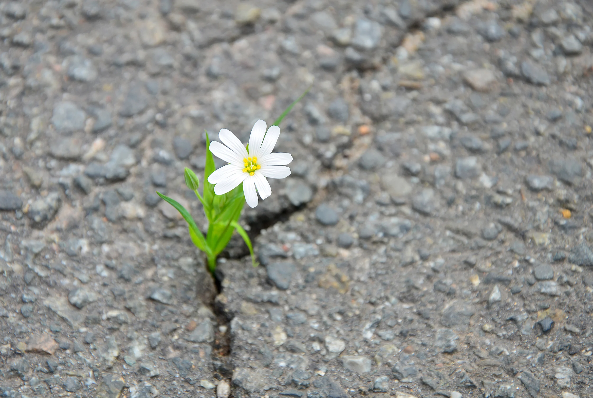  Resilience can be taught   LEARN MORE  