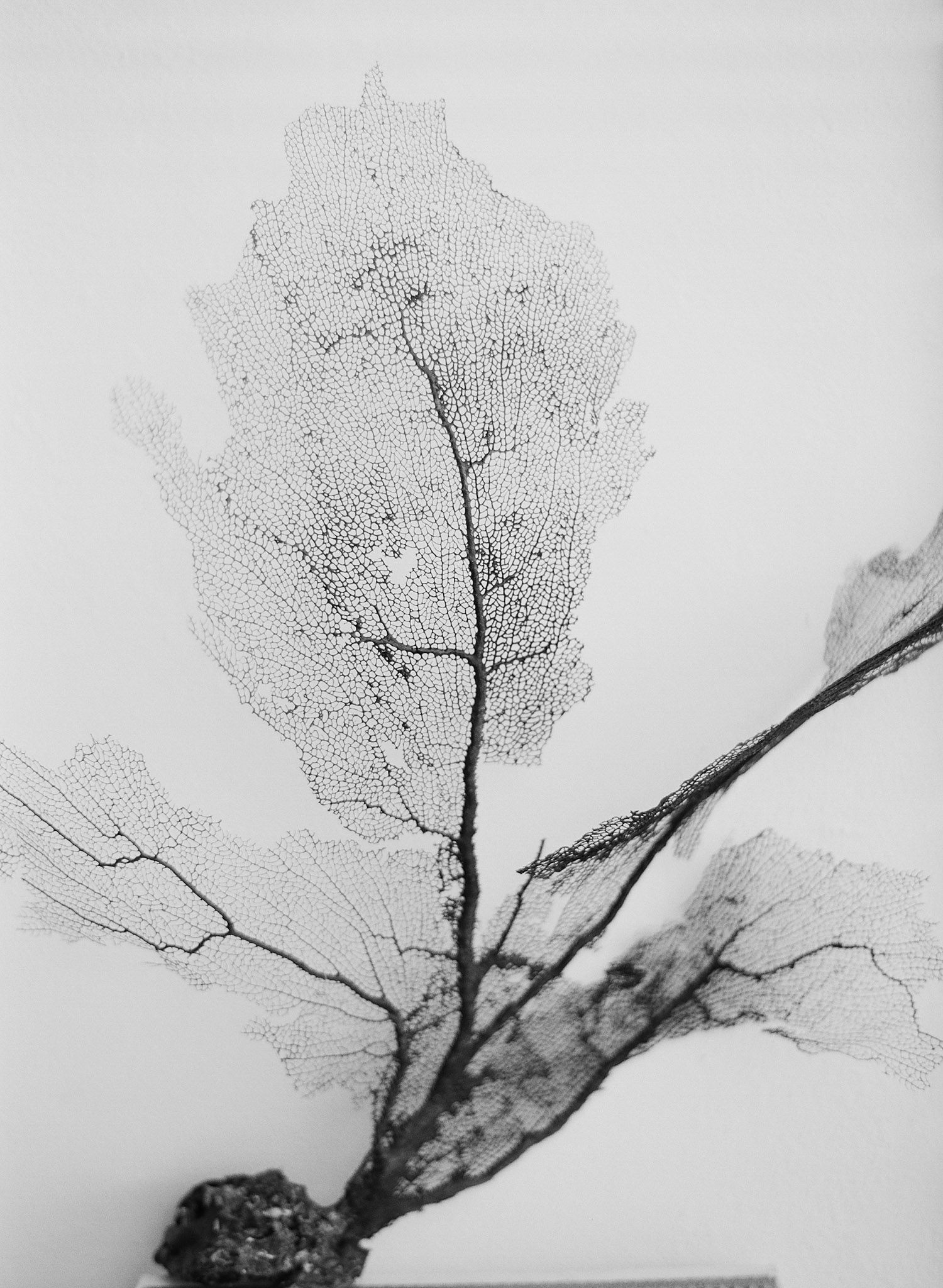 black and white image of sea fan at this destination wedding at the W hotel in Vieques Island, while Destination wedding photographer Lexia Frank photographs this destination wedding in vieques on film, as she is a film photographer 