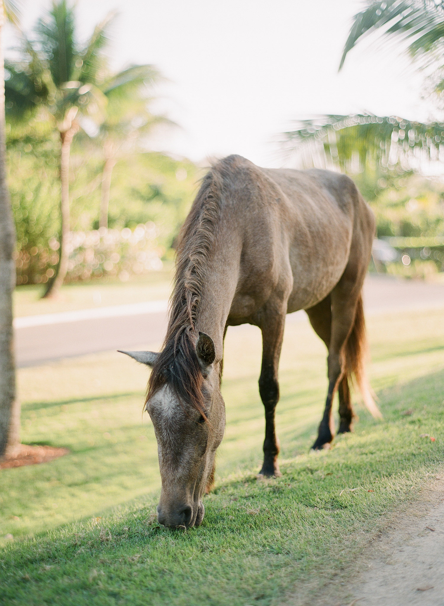 wild horses roam the island at vieques island in puerto rico where destination wedding photographer LExia Frank photographed this modern vieques island wedding at the W hotel on film as she is a film photographer for weddings
