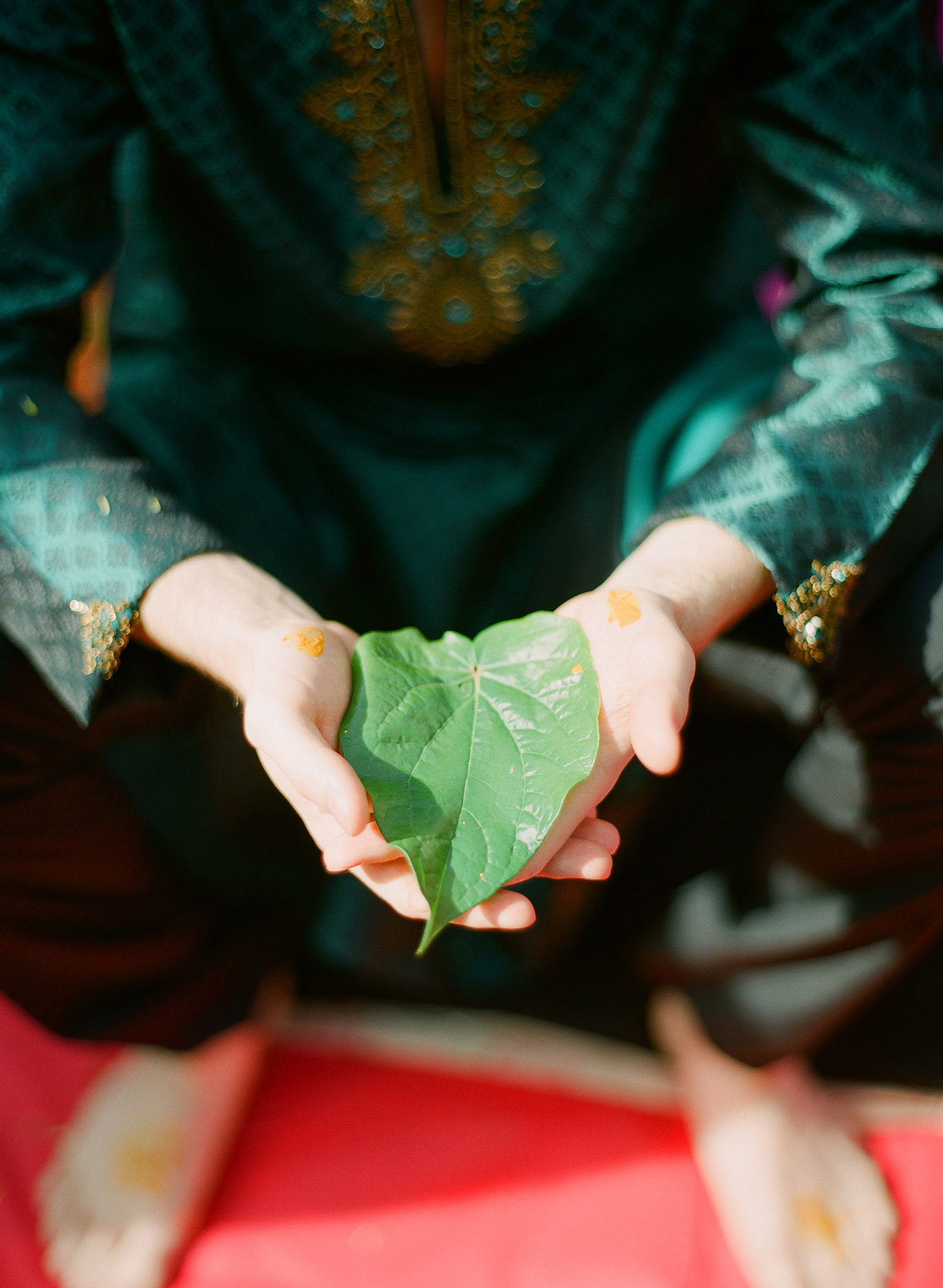 the groom holds a leaf during the pithi ceremony of his hindu wedding in florida while destination wedding photographer LExia Frank - a top indian wedding photographer in the US and India - photographs the luxury indian wedding on film because she is a film photographer who shoots luxury indian weddings for clients who love maharani weddings and south asian bride magazine 