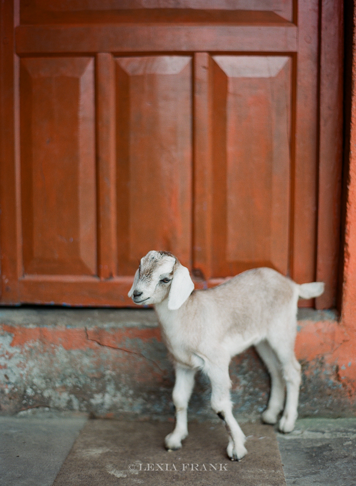 Lexia Frank is a destination wedding photographer and film photographer. As a travel photographer, she visited Nepal in 2015 and photographed these film images of nepalese street life. www.lexiafrank.com Nepal Photography, photography of nepal, nepal stock photography, nepalese children, film photography, contax 645, zeiss lens