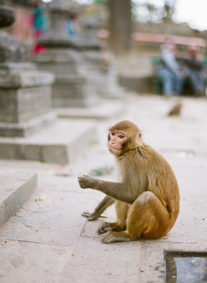 Lexia Frank is a destination wedding photographer and film photographer. As a travel photographer, she visited Nepal in 2015 and photographed these film images of nepalese street life. www.lexiafrank.com Nepal Photography, photography of nepal, nepal stock photography, nepalese children, film photography, contax 645, zeiss lens