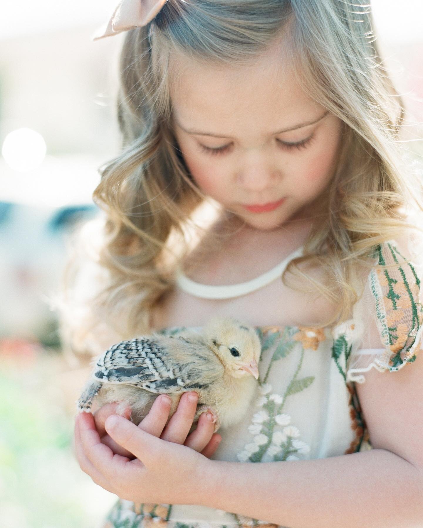 Chicken advice needed! 
We have the three sweetest, most tame chickens in the whole wide world. I&rsquo;m borderline obsessed with them. 
.
Alas, they are not laying eggs, at 26 weeks 🤦&zwj;♀️ so I&rsquo;m going to try a few things. 
.
Currently the