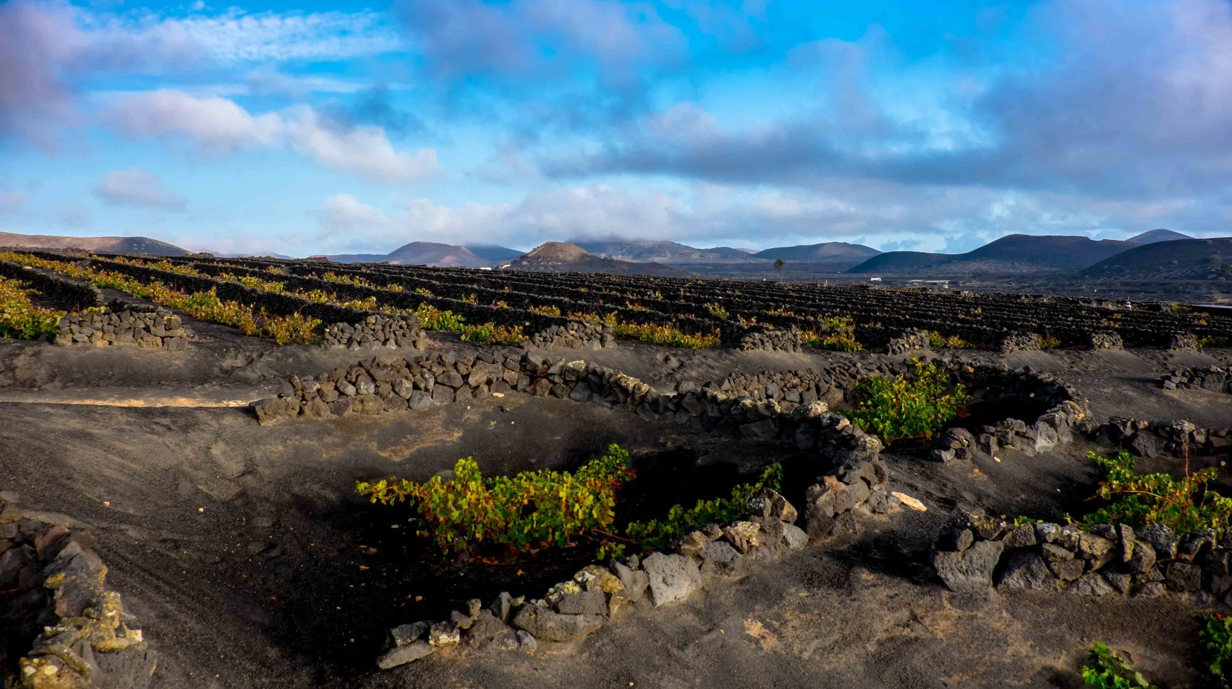 Vineyards, Lanzarote-2357.jpg