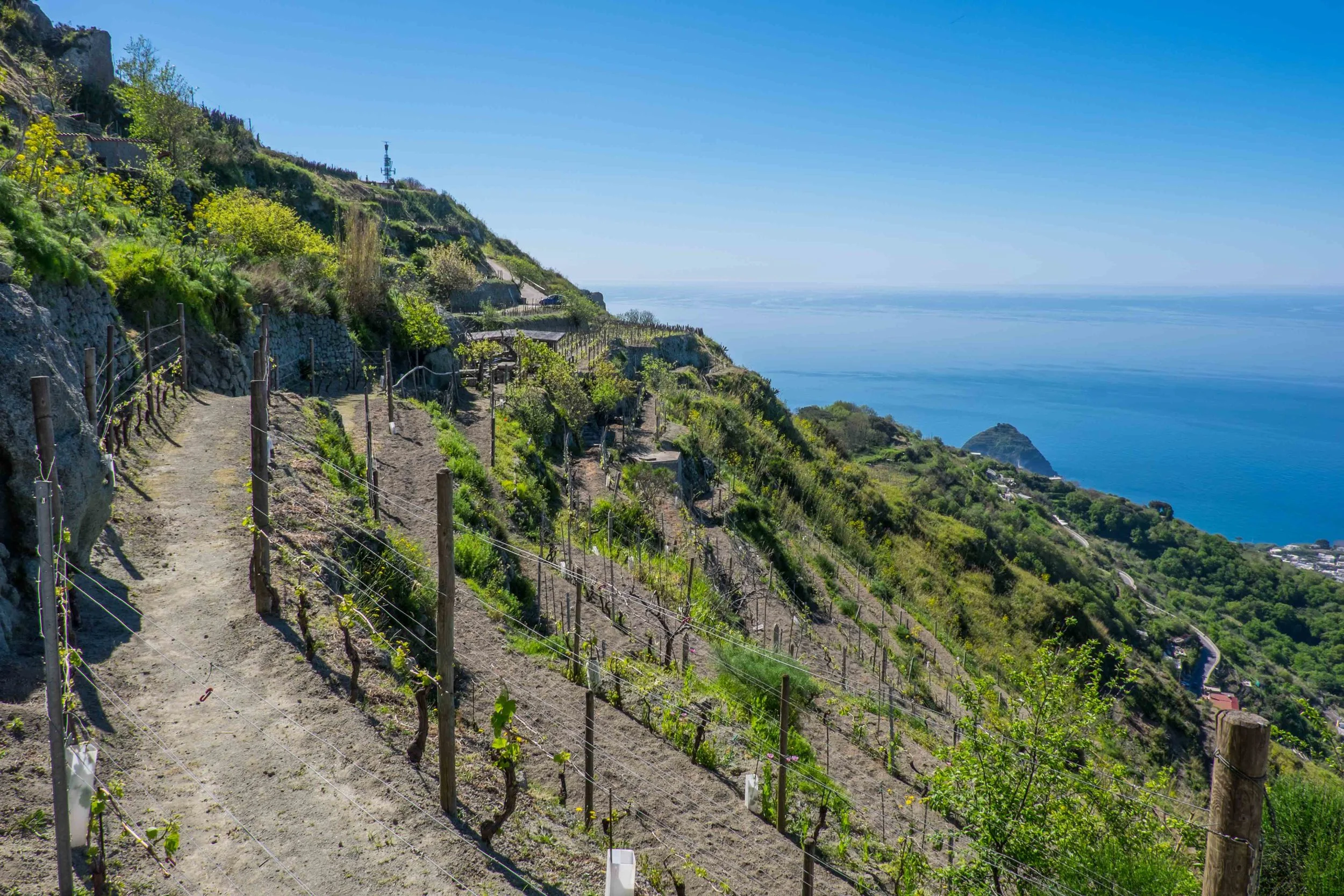 Frassitello vineyard-1332.jpg