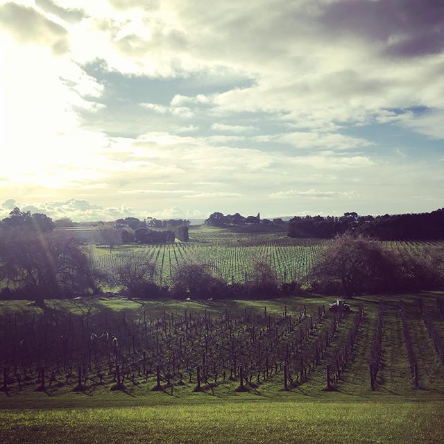 I’ve seen plenty of #volcanic #vineyards, but not too many planted IN a crater. Here Villa Maria’s striking Ihumatao vineyard in the Waitomokia volcano in Auckland (last erupted 25k-30k years ago), with compelling chard, gewürz, and