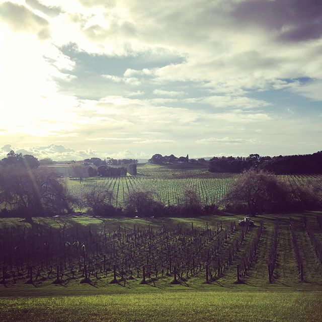 I&rsquo;ve seen plenty of #volcanic #vineyards, but not too many planted IN a crater. Here Villa Maria&rsquo;s striking Ihumatao vineyard in the Waitomokia volcano in Auckland (last erupted 25k-30k years ago), with compelling chard, gew&uuml;rz, and 