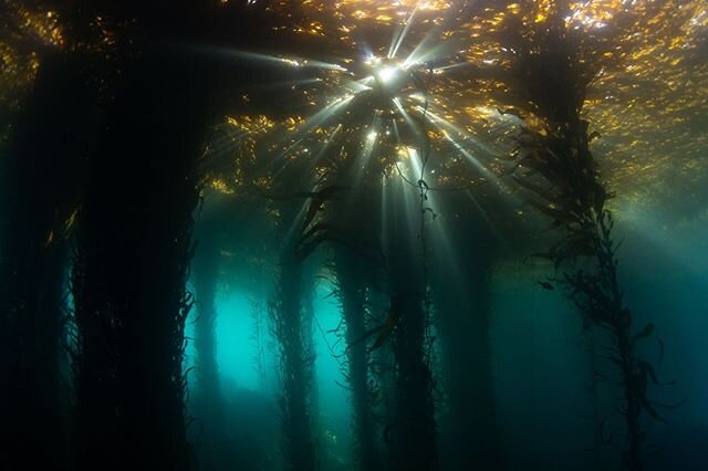 Surreal visibility in the kelp. There&rsquo;s nothing like exploring under the canopy on a sunny clear day. Thanks for another amazing dive @underwaterpat @ocean_phil @boojitom and for the pre-dive donuts @hijrsosky. #monterey #scuba #kelp #godbeams
