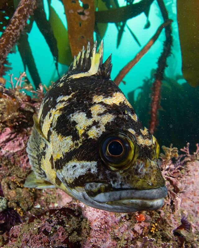 Black and yellow rockfish from a few weeks ago. Just like dogs and cats, fish have different personalities.  #monterey #scuba #fisheye #literally
