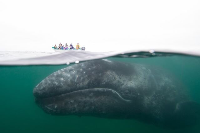 A gray whale calf approaches our boat in San Ignacio Lagoon. Shot during an amazing family trip a few years ago. This same whale may be swimming through Monterey Bay on its way to Alaska right now. #whale #underwaterphotography #uwphotosociety #split