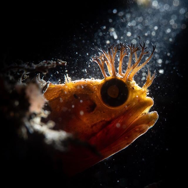 Backlit fringehead at the wharf from a while back. Playing with the @backscattervideophoto MF-1 and snoot.