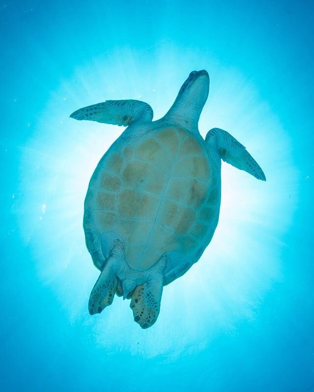 I think I missed turtle day. Got buzzed by this guy in Little Cayman. #seaturtle #tbt #underwaterphotography