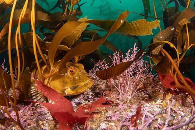 Cabezon at home in the kelp. #monterey #scuba #kelp #underwaterphotography #teamcanon