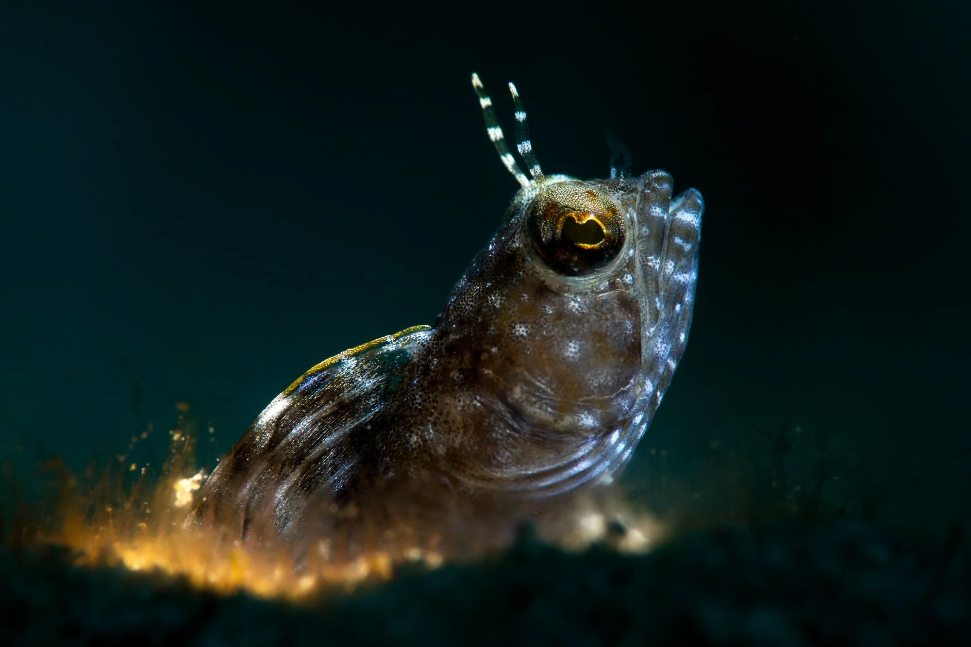 goby.jpg