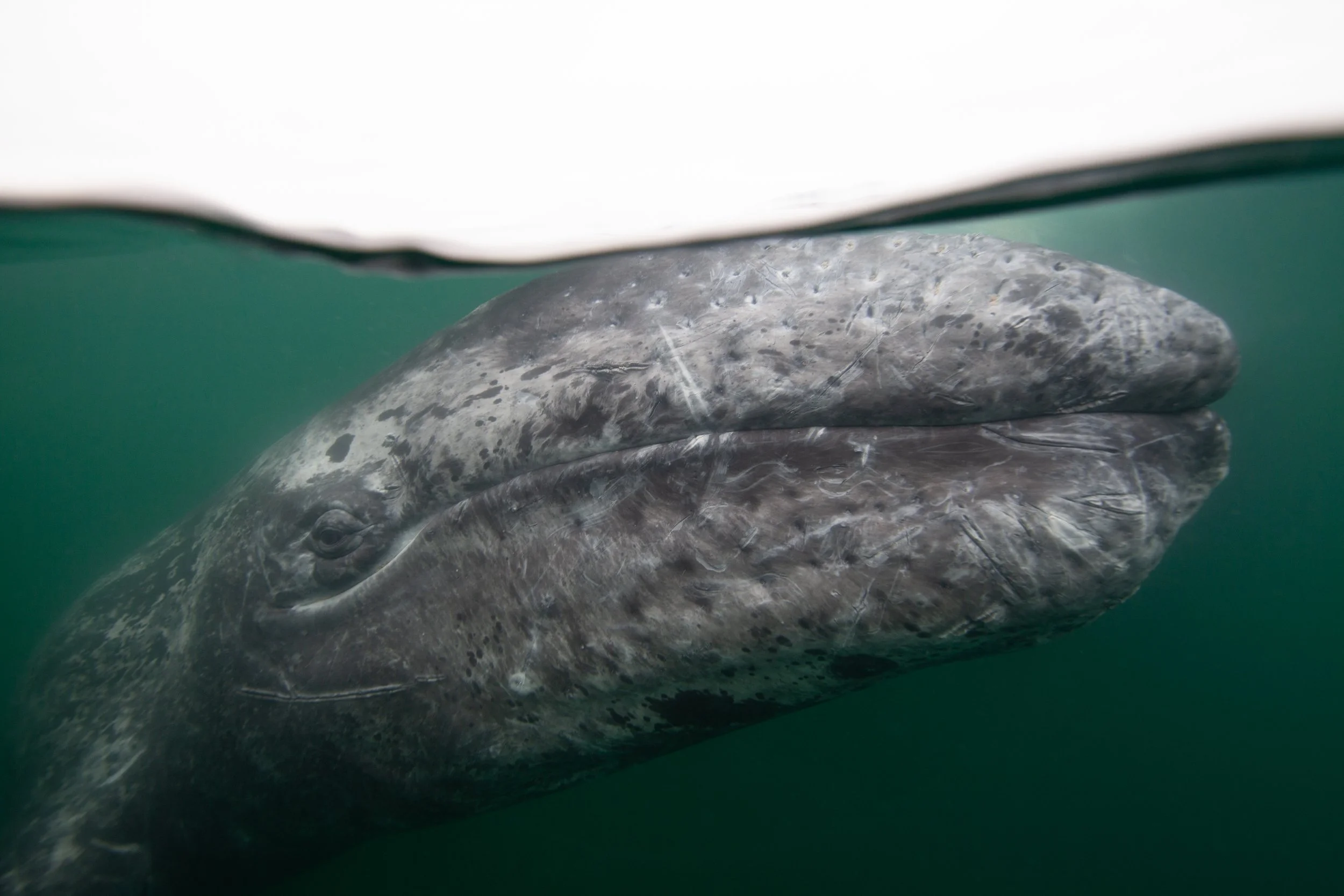 Baja-Whales-2.jpg