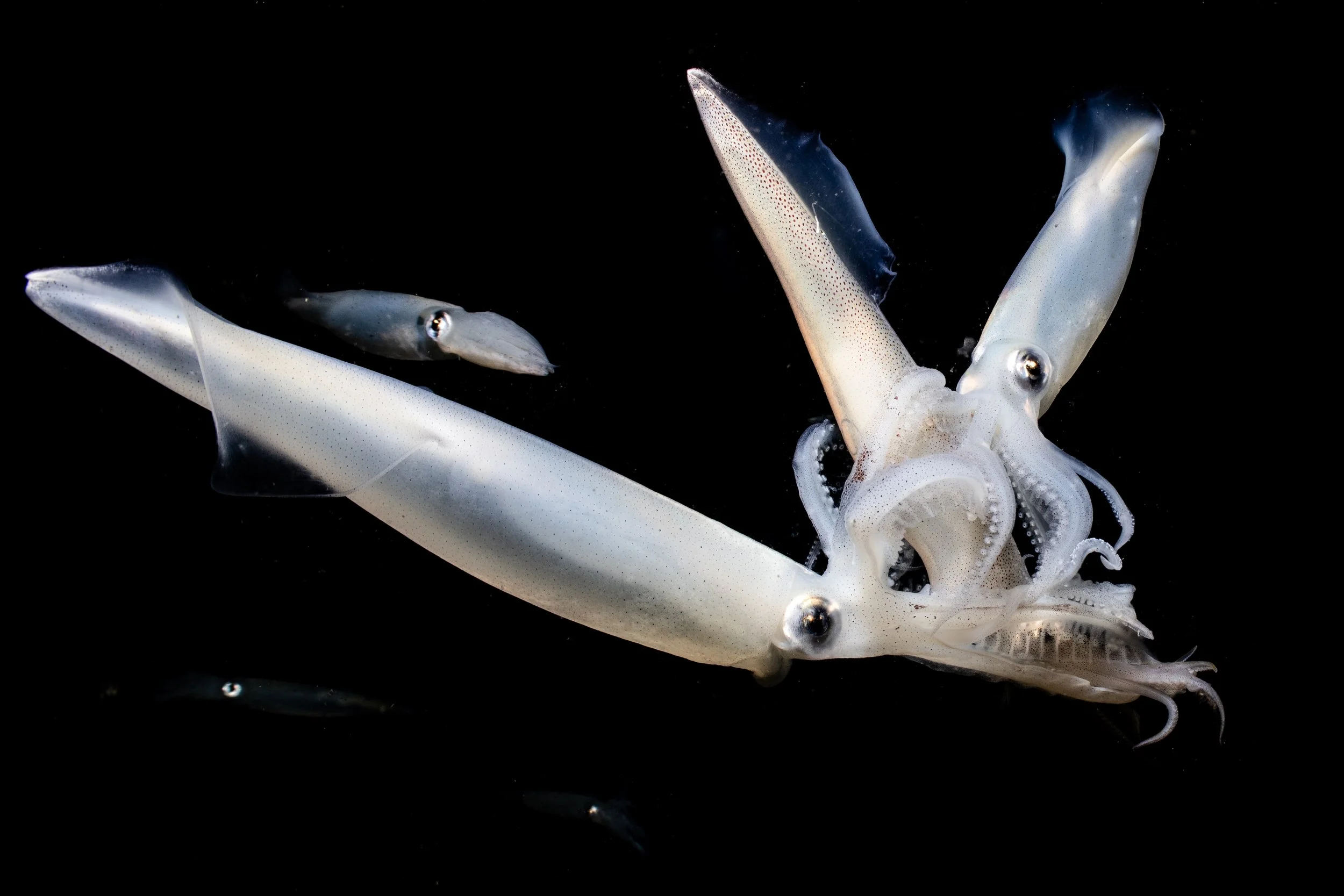 MONTEREY-19.jpg