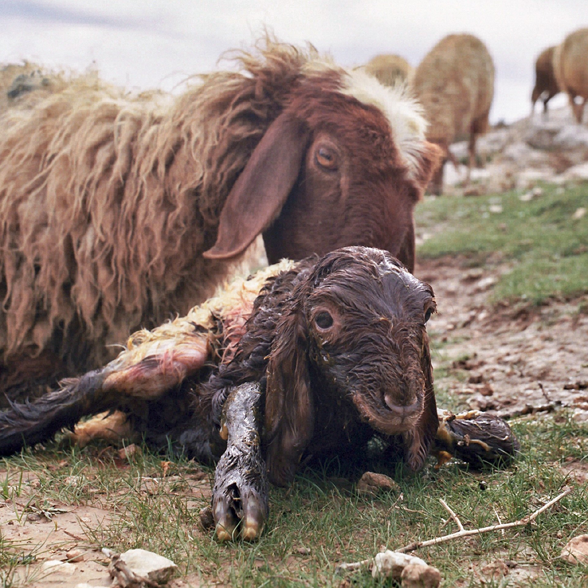 The Lamb and The Firing Zone (Luke 1:14-16)