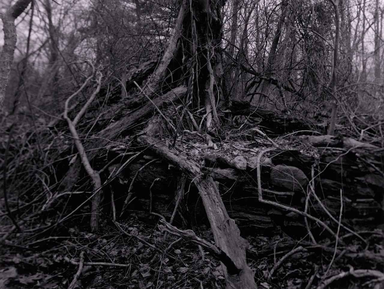 hardscrabble wood-01