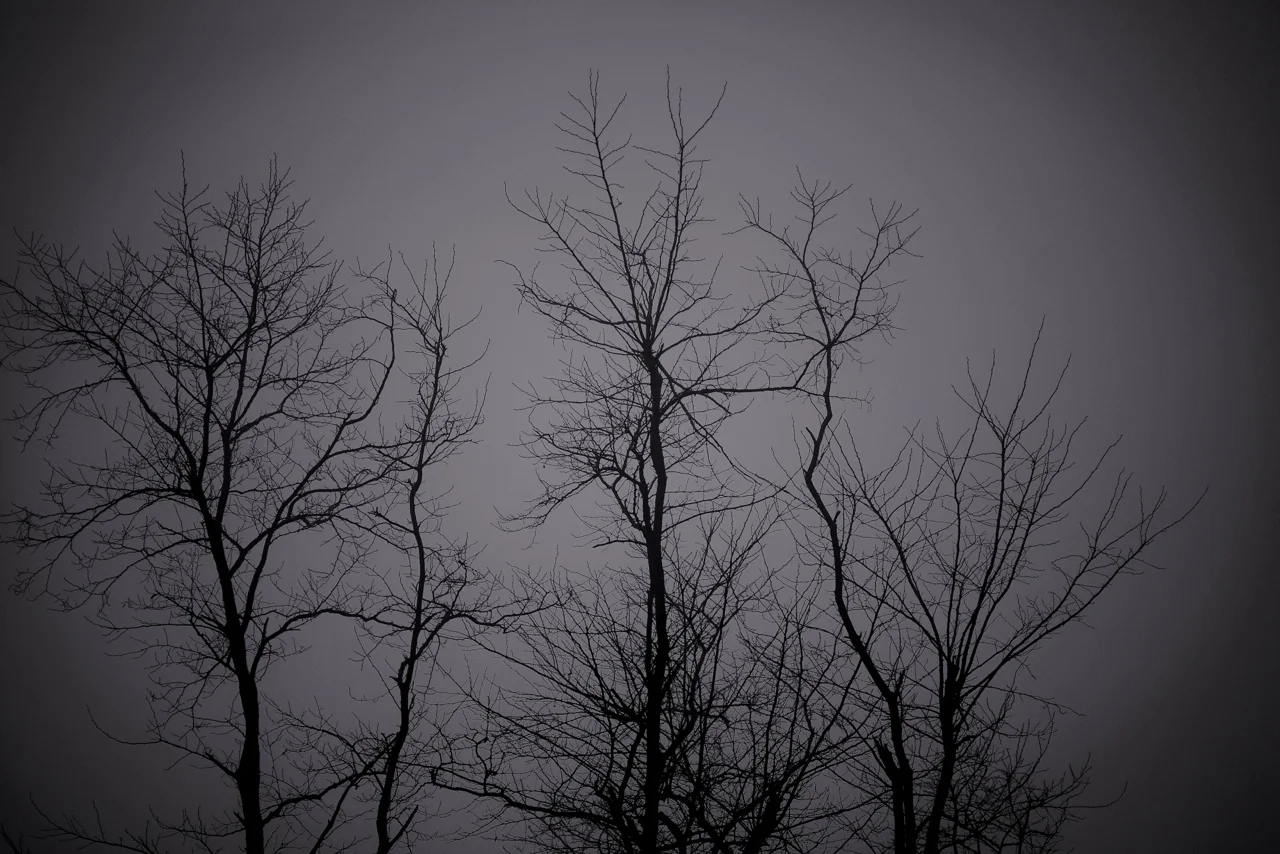 hardscrabble wood-08