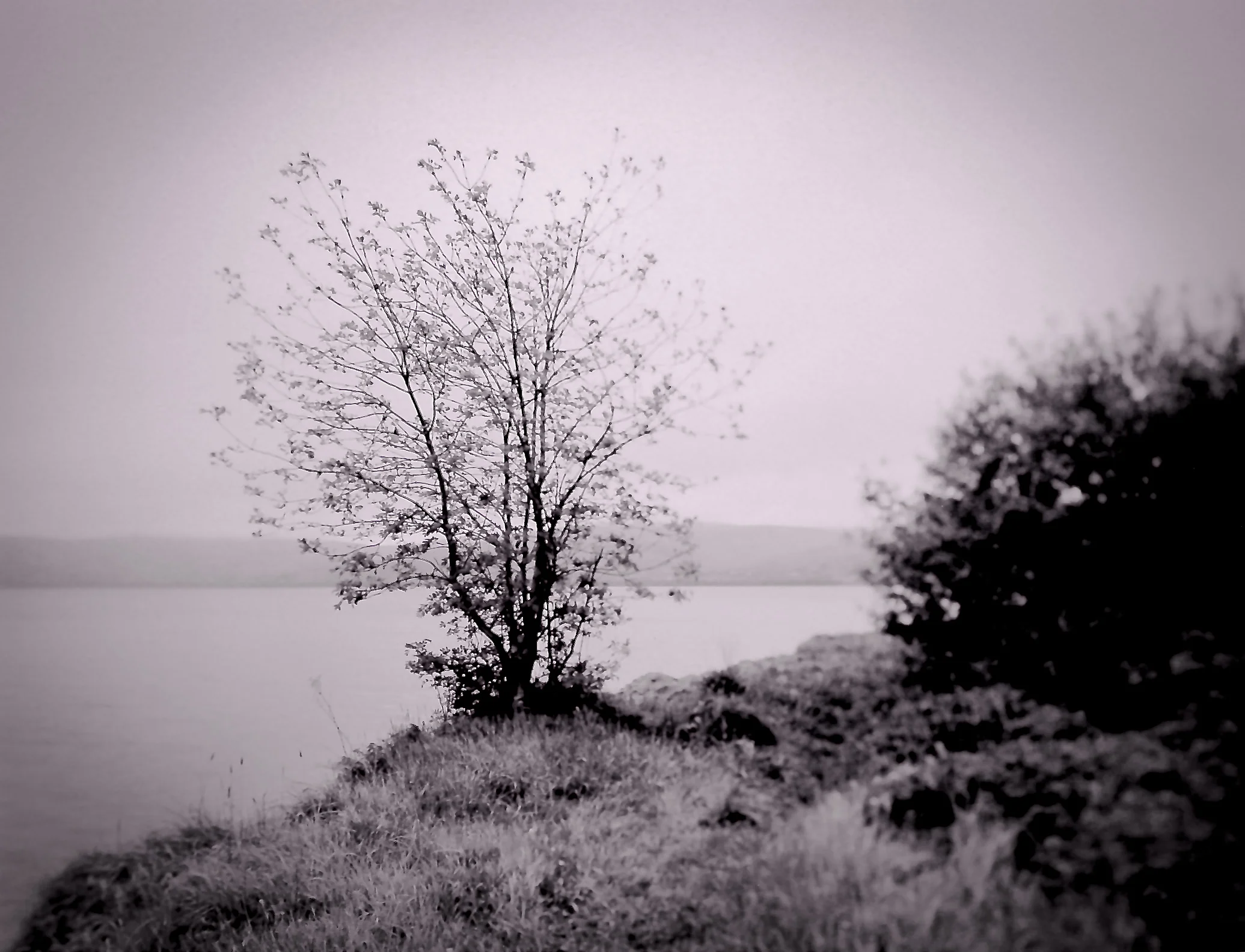 lost garden-11